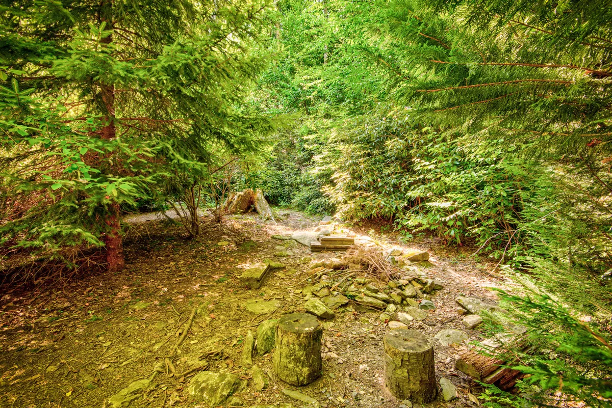 A serene outdoor scene with stumps and rock formations surrounded by trees and brush, evoking campfire memories, nature walks, and opportunities for wildlife observation and stargazing.